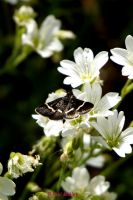 Pyrausta Cingulata (1)